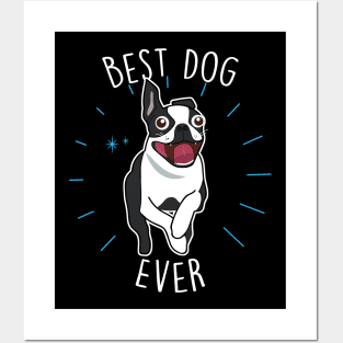 Boston Terrier Best Dog Posters and Art